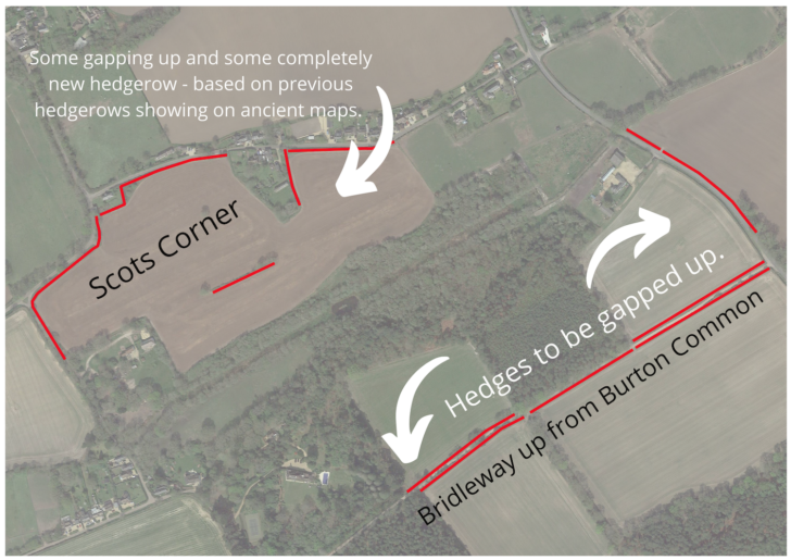 Image of site of hedgerow restoration in South West Hampshire